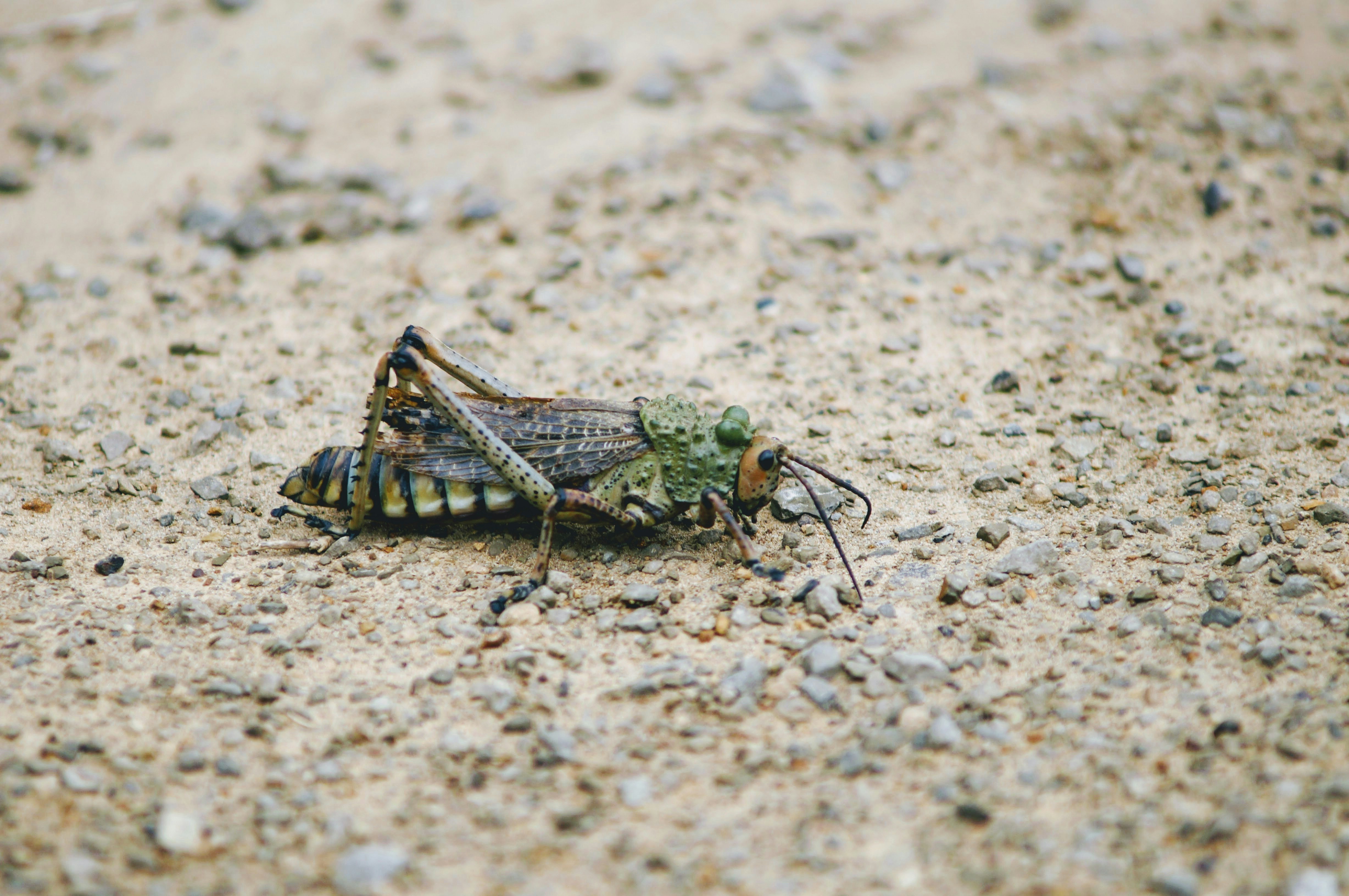 green grasshopper top of brown area